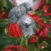 Gray Parrot paint by numbers