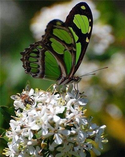 Green Butterfly on Flower paint by numbers