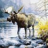 Moose in River paint by numbers