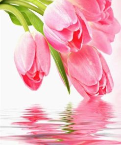 Pink Tulips paint by numbers