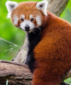Red Panda paint by numbers