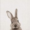 grey rabbit paint by numbers