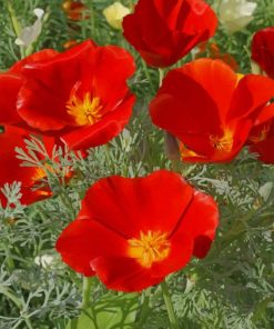 California Poppy Flowers paint by numbers