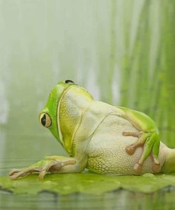 Frog Chilling On A Lily Pad paint by numbers