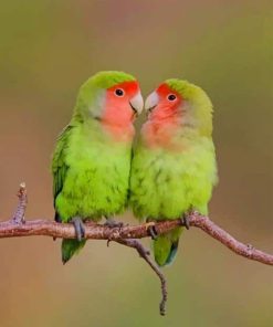 Rosy faced lovebirds Paint by numbers