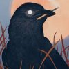 Common Raven Bird paint by numbers
