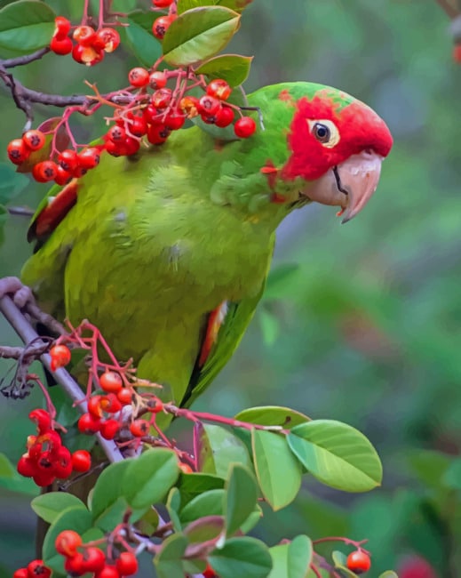 Green Parrot paint by numbers