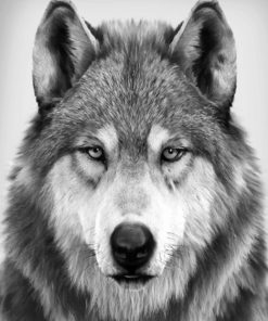 Black And White Wolf Paint by numbers