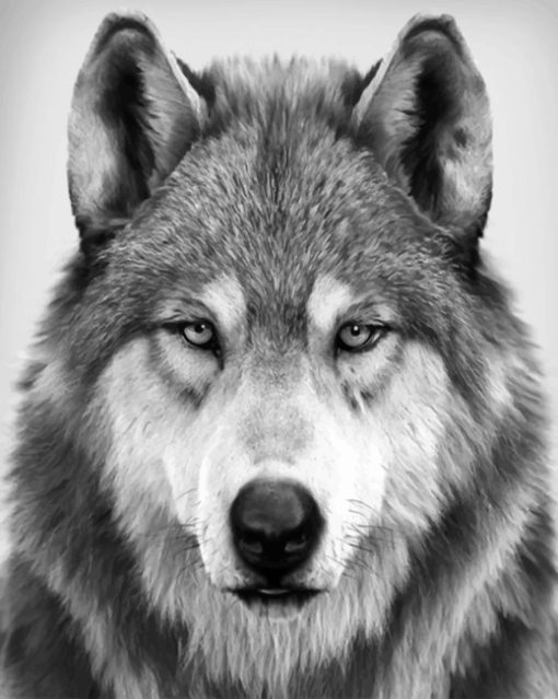 Black And White Wolf Paint by numbers