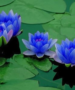 Blue Lotus Flowers Paint by numbers