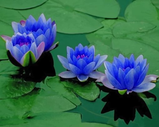 Blue Lotus Flowers Paint by numbers