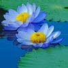 Blue Sacred Lotus Paint by numbers
