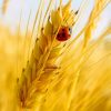 Ladybug On A Grain of Wheat Paint by numbers