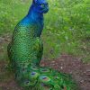 Peacock Cat paint by numbers