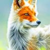 White And Orange Fox paint by numbers