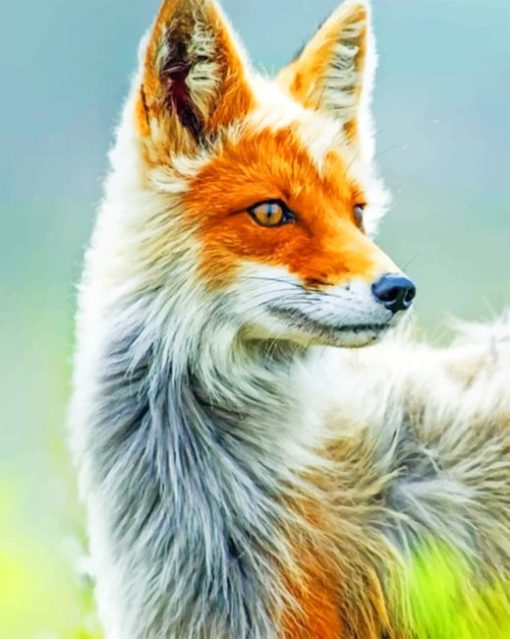 White And Orange Fox paint by numbers