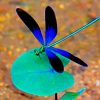 Black And Blue Dragonfly Paint by numbers