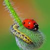 Ladybug paint by numbers