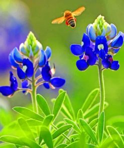 Texas bluebonnet paint by numbers