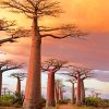 Avenue Of The Baobabs paint by numbers