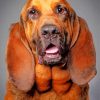 bloodhound-dog-paint-by-numbers
