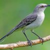 mockingbird-paint-by-numbers