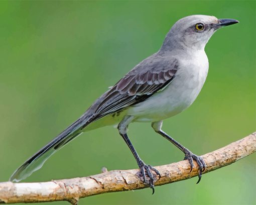 mockingbird-paint-by-numbers