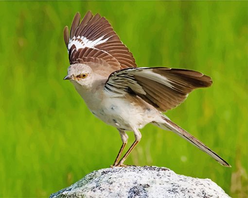 northern-mockingbird-paint-by-numbers