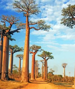 Alley Of The Baobabs Paint by numbers