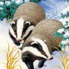 Badgers Animals In Snow Paint by numbers