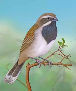 Black-throated-sparrow-desert-bird-paint-by-number