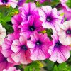 Blooming Purple Petunia Paint by numbers