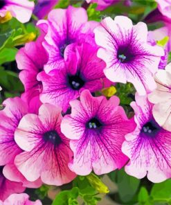 Blooming Purple Petunia Paint by numbers