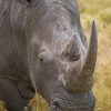 Closeup-Of-Gray-Rhino-In-Nature-paint-by-number