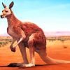Desert-Kangaroo-paint-by-number