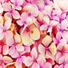 Hydrangea-Beautiful-Pink-Flower-paint-by-number