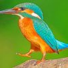 Kingfisher Standing On Rock Paint by number