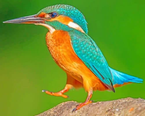 Kingfisher Standing On Rock Paint by number