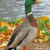 Mallard-duck-bird-paint-by-number