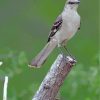 Northern Mockingbird Paint by numbers