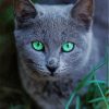 Russian Blue cat pet Paint by numbers