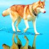 Siberian-Brown-Husky-paint-by-numbers-510x639-1