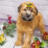 Soft Coated Wheaten Terrier Pet Paint by numbers