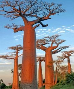 Baobab Trees Paint by numbers