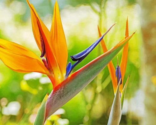 Orange Bird Of Paradise paint by numbers