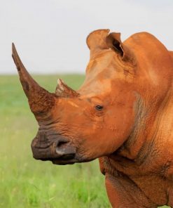 brown-rhinoceros-in-nature-paint-by-numbers