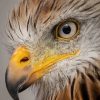 cool-eagle-eyes-bird-paint-by-numbers