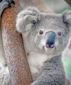 cute-koala-paint-by-numbers