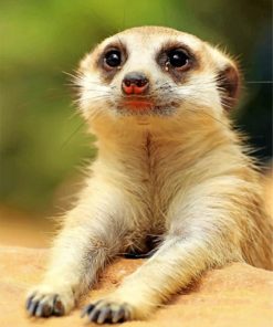 cute-meerkat-paint-by-numbers