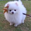cute-white-pomeranian-paint-by-numbers